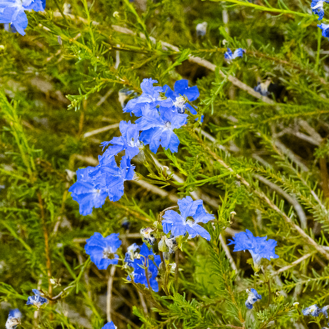 Lechenaultia biloba  Australia,Blue leschenaultia,Geotagged,Lechenaultia biloba,Spring