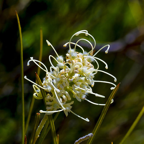 Pine-leaved grevillea  Australia,Geotagged,Grevillea pinifolia,Spring
