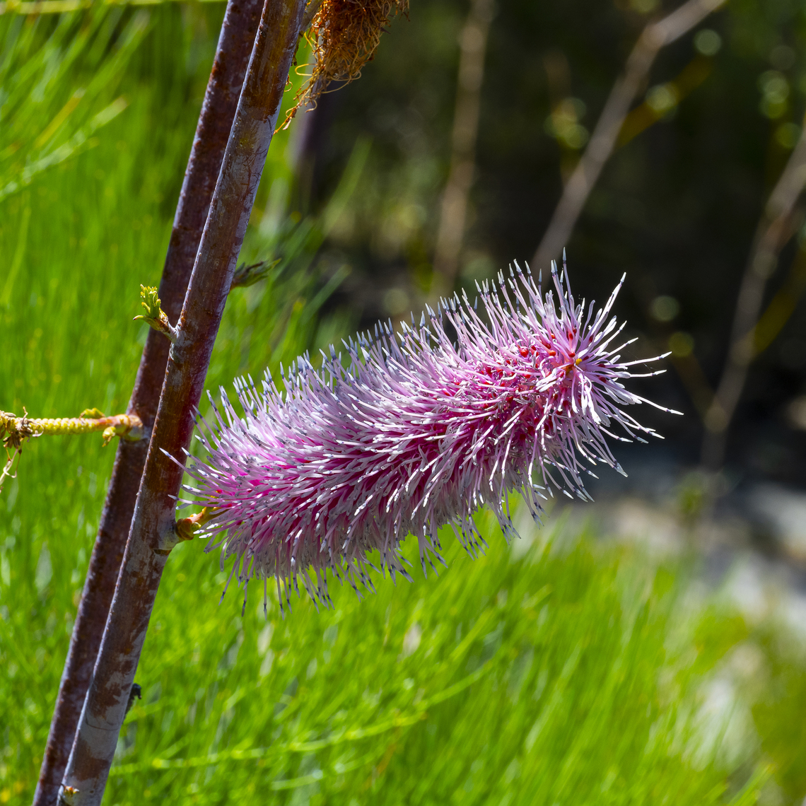 Grevillea petrophiloides  Australia,Geotagged,Grevillea petrophiloides,Spring