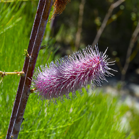Grevillea petrophiloides