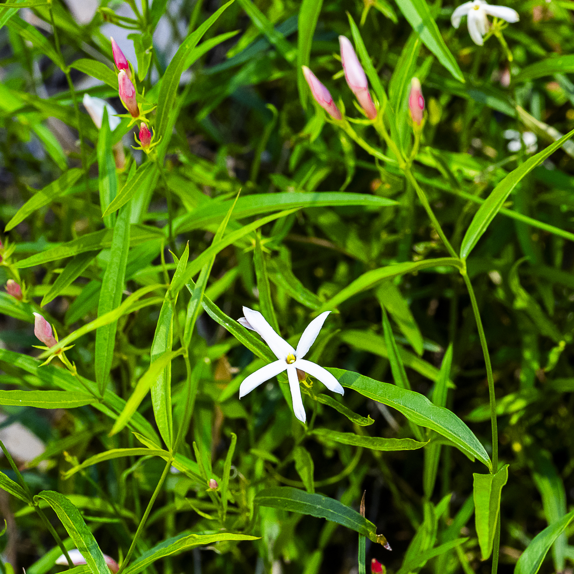 Native Jasmin  Australia,Geotagged,Jasminum suavissimum,Native jasmine,Spring