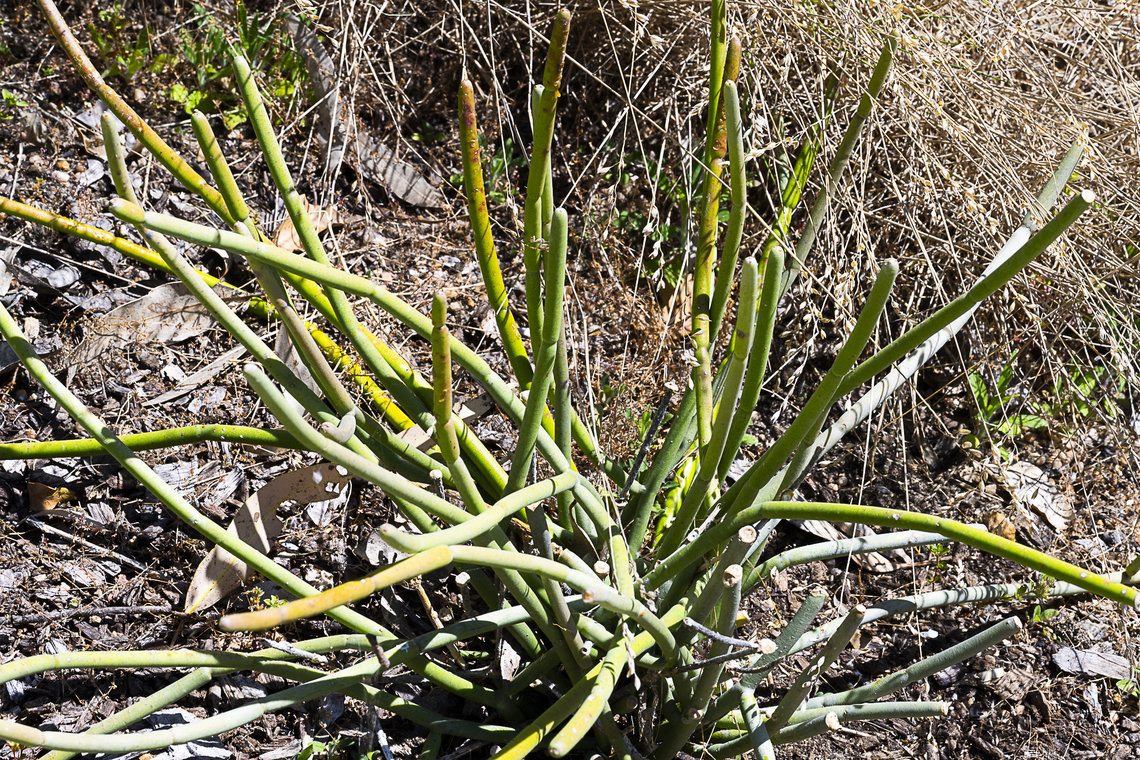 Caustic bush - Cynanchum viminale subsp. australe Trailer or climber with stems to 6 m long, or sometimes a compact much-branched shrub to 2 m high; stems green or grey-green, young parts minutely hairy. Leaves opposite, scale-like, internodes long. Umbels 2&ndash;10-flowered; pedicels 3&ndash;6 mm long. Flowers 6&ndash;8 mm diam., pale yellow or whitish. Australia,Cynanchum viminale,Geotagged,Spring