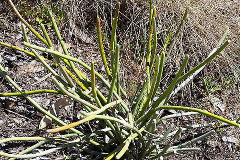 Caustic bush - Cynanchum viminale subsp. australe Trailer or climber with stems to 6 m long, or sometimes a compact much-branched shrub to 2 m high; stems green or grey-green, young parts minutely hairy. Leaves opposite, scale-like, internodes long. Umbels 2–10-flowered; pedicels 3–6 mm long. Flowers 6–8 mm diam., pale yellow or whitish. Australia,Cynanchum viminale,Geotagged,Spring