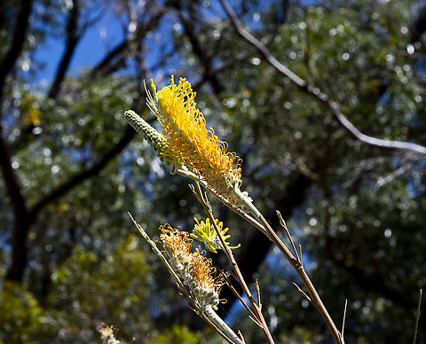 Flame Grevillea - Grevillea eriostachya  Australia,Geotagged,Grevillea eriostachya,Spring