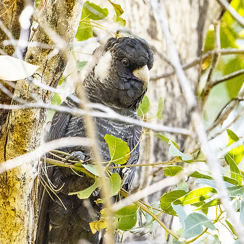 Long-billed black cockatoo - Baudin's black cockatoo - Zanda baudinii  Australia,Baudin's black cockatoo,Geotagged,Spring,Zanda baudinii