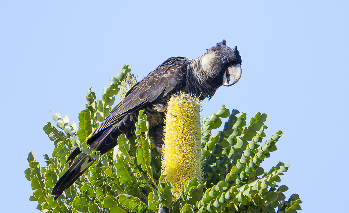 Long-billed black cockatoo - Baudin's cockatoo - Zandra Baudinii A female I believe Australia,Baudin's black cockatoo,Geotagged,Spring,Zanda baudinii