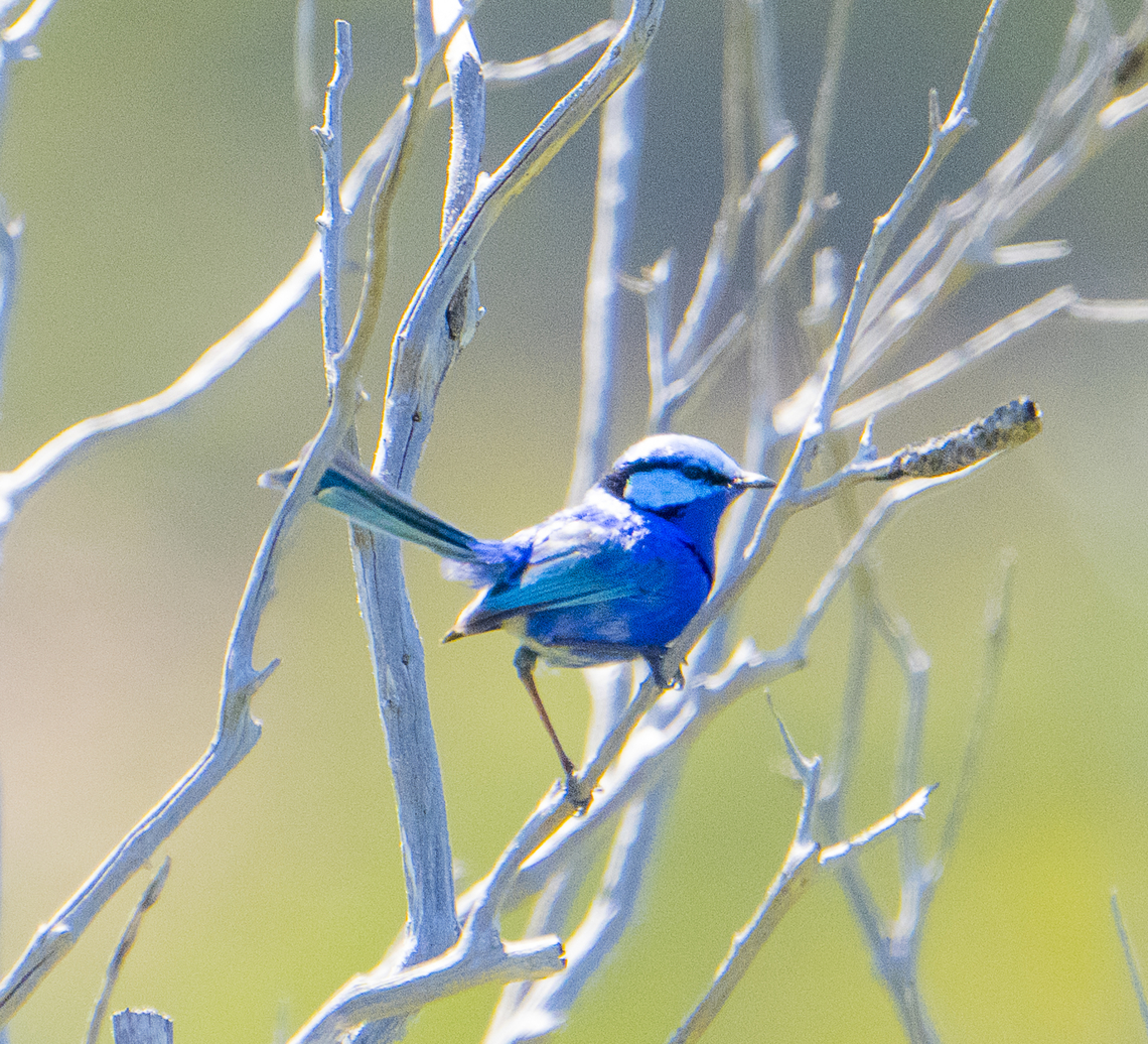 Splendid blue wren  Australia,Geotagged,Malurus splendens,Splendid fairywren,Spring