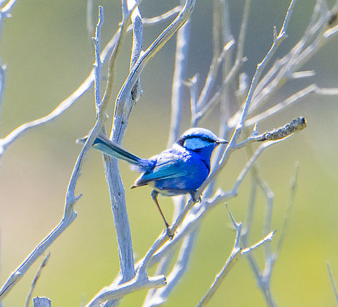 Splendid blue wren  Australia,Geotagged,Malurus splendens,Splendid fairywren,Spring