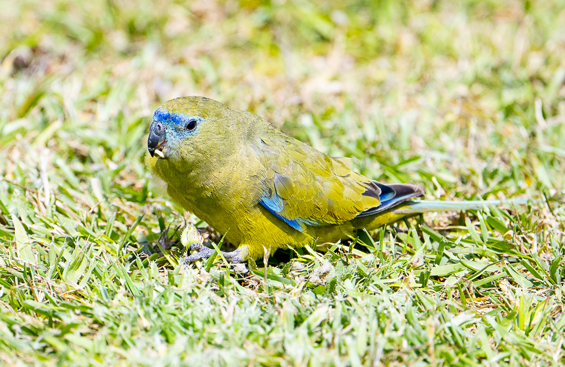 Rock parrot - Neophema petrophila Very 'unflappable' and social ground feeding parrot. Australia,Geotagged,Neophema petrophila,Rock parrot,Spring