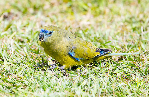Rock parrot - Neophema petrophila Very 'unflappable' and social ground feeding parrot. Australia,Geotagged,Neophema petrophila,Rock parrot,Spring