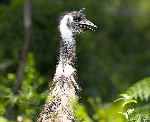 Emu - Dromaius novaehollandia This female emu had three chicks with her and constantly ate and then 'up periscoped her surrounds Australia,Dromaius novaehollandiae,Emu,Geotagged,Spring