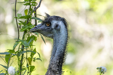 Emu - Stunning profile  Australia,Dromaius novaehollandiae,Emu,Geotagged,Spring