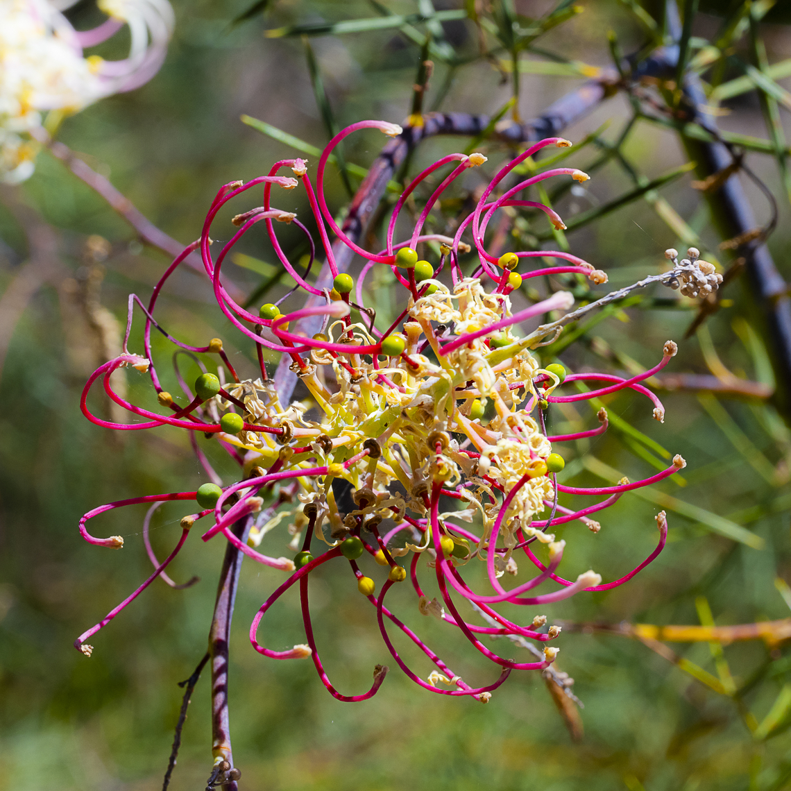 Curly Grevillea - Grevillea eryngioides  Australia,Geotagged,Grevillea eryngioides,Spring