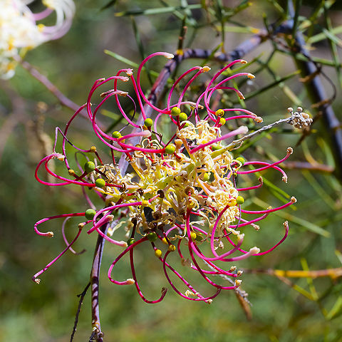 Curly Grevillea - Grevillea eryngioides  Australia,Geotagged,Grevillea eryngioides,Spring