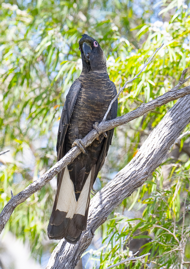 Long-billed black cockatoo - Male  Australia,Baudin's black cockatoo,Geotagged,Spring,Zanda baudinii