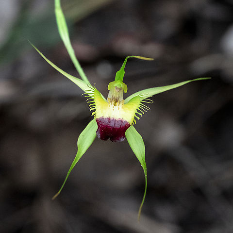Funnel-web spider orchid  Australia,Caladenia infundibularis,Funnel-web spider orchid,Geotagged,Spring