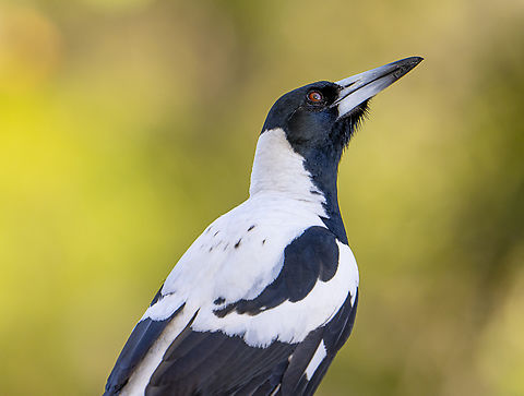 Australian Magpie (Western) - Gymnorhina tibicen dorsalis The West Australian male magpie has a white back. The female has a white nape only but her dark back feathers are edged in white. Almost an ermine stole Australia,Australian magpie,Geotagged,Gymnorhina tibicen,Spring