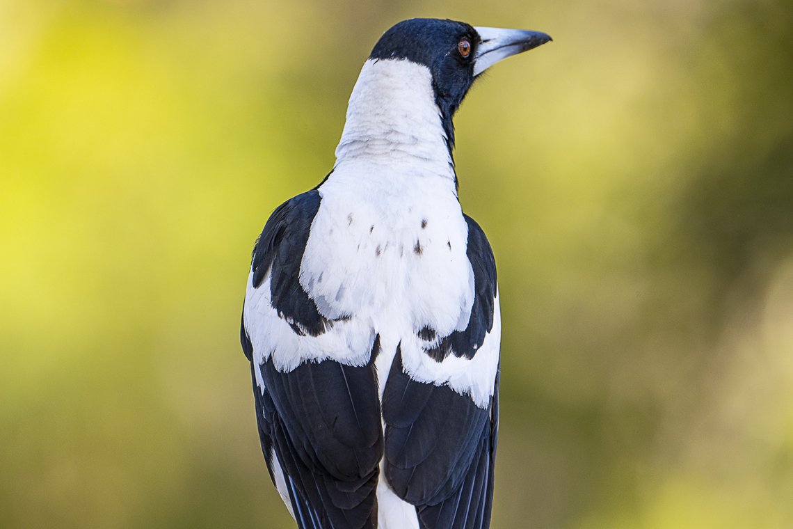 Australian Magpie (Western) - Gymnorhina tibicen dorsalis The West Australian male magpie has a white back. The female has a white nape only but her dark back feathers are edged in white Australia,Australian magpie,Geotagged,Gymnorhina tibicen,Spring