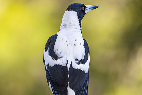 Australian Magpie (Western) - Gymnorhina tibicen dorsalis The West Australian male magpie has a white back. The female has a white nape only but her dark back feathers are edged in white Australia,Australian magpie,Geotagged,Gymnorhina tibicen,Spring
