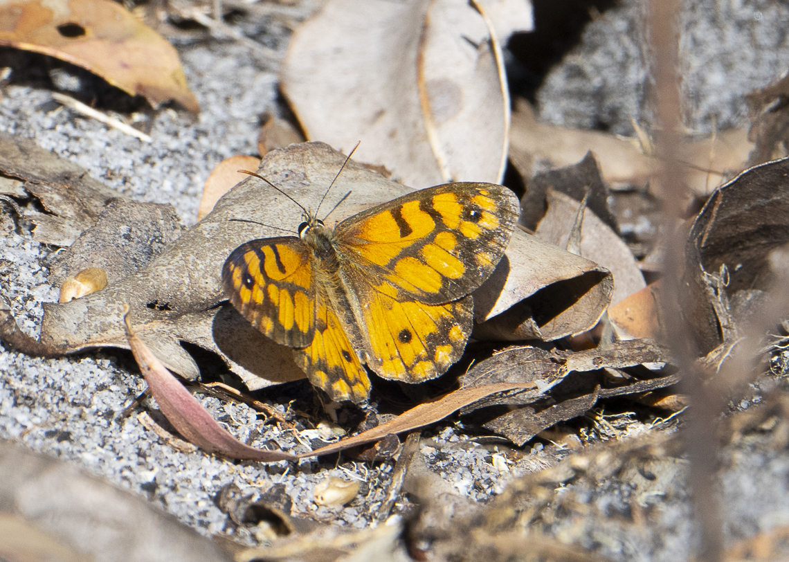 Western Xenica: Geitoneura minyas  Australia,Geitoneura minyas,Geotagged,Spring