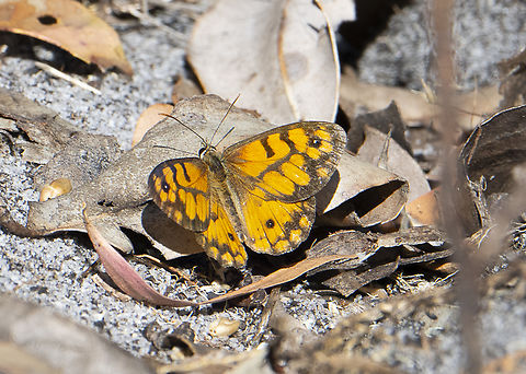 Western Xenica: Geitoneura minyas  Australia,Geitoneura minyas,Geotagged,Spring