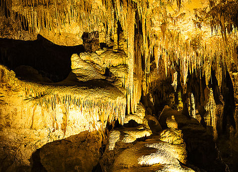 Mammoth Cave Over 10,000 fossils had at one time accumulated inside the cave; upon excavating many of these were found to be remains of Australian Megafauna (giant animals) that became extinct around 46,000 years ago. There is even a 50,000 year old 'zygomaturus' jawbone embedded in the cave wall! Australia,Geotagged,Spring