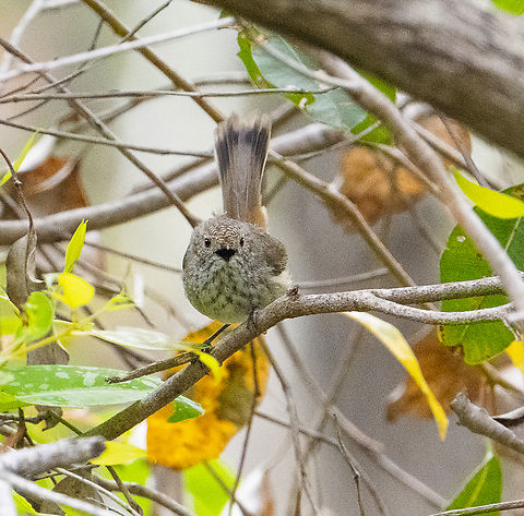 Inland thornbill Not the best shot but identified Acanthiza apicalis,Australia,Geotagged,Inland thornbill,Spring