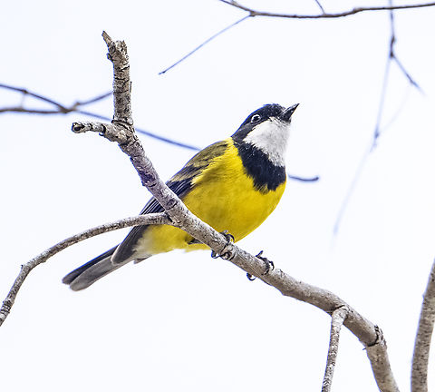 Golden whistler  Australia,Australian golden whistler,Geotagged,Pachycephala pectoralis,Spring