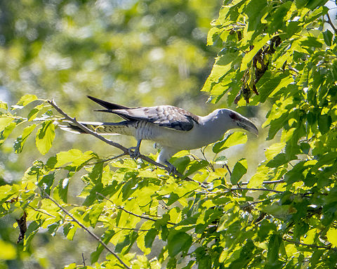 Channel-billed cuckoo A pair of channel-billed cuckoos arrived yesterday and decided to wake me up with their raucous voices - much like a chicken on steroids being strangled. Australia,Channel-billed cuckoo,Geotagged,Scythrops novaehollandiae,Spring