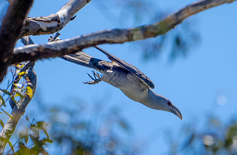 Channel-billed cuckoo The Channel-billed Cuckoo migrates to northern and eastern Australia from New Guinea and Indonesia between August and October each year. Australia,Channel-billed cuckoo,Geotagged,Scythrops novaehollandiae,Spring