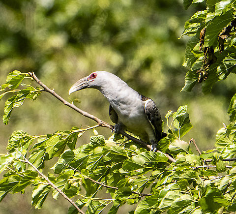 Channel-billed cuckoo Another perspective Australia,Channel-billed cuckoo,Geotagged,Scythrops novaehollandiae,Spring