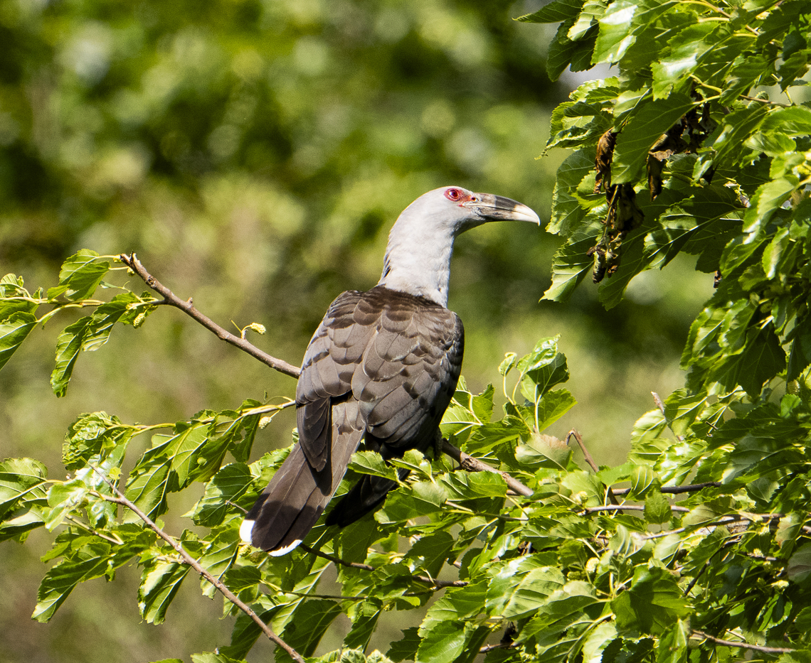 Channel-billed cuckoo Looking good from the back Australia,Channel-billed cuckoo,Geotagged,Scythrops novaehollandiae,Spring