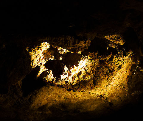 Zygomaturus trilobus - Mammoth Cave Zygomaturus is an extinct genus of giant marsupial belonging to the family Diprotodontidae which inhabited Australia from the Late Miocene to Late Pleistocene. 

A jaw of a Zygomaturus trilobus is still adhering to the wall of the cave. In 1999 a small piece of flowstone directly above and below the jaw were dated between 44,000 and 55,000 years old by Dr Linda Ayliffe using Uranium/Thorium isotope dating techniques.

Zygomaturus trilobus had a size and build similar to a pygmy hippopotamus, weighing around 300 to 500 kg. The scientific name refers to the broad zygomatic arches (cheek bones) and the three prominent lobes of the premolar teeth. Some of the features of its skeleton suggest it may have preferred swampy habitats. Australia,Geotagged,Spring