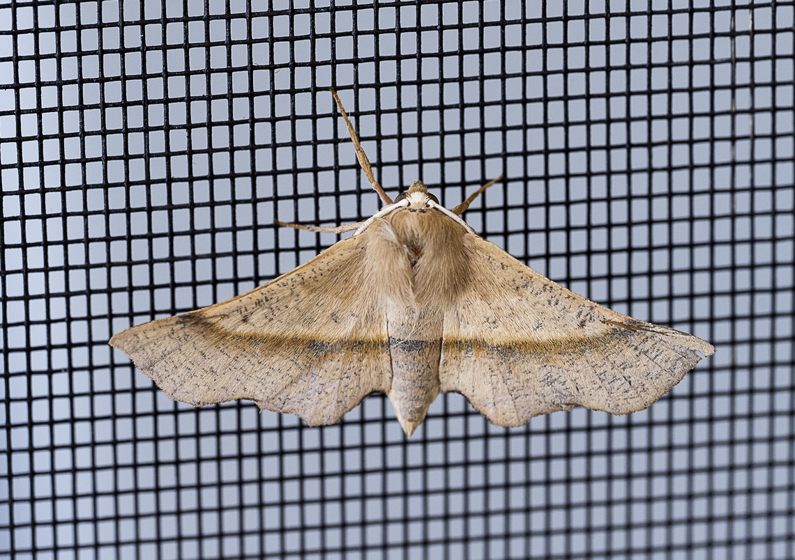 Moth - Antictenia torta  Antictenia torta,Australia,Geotagged,Spring