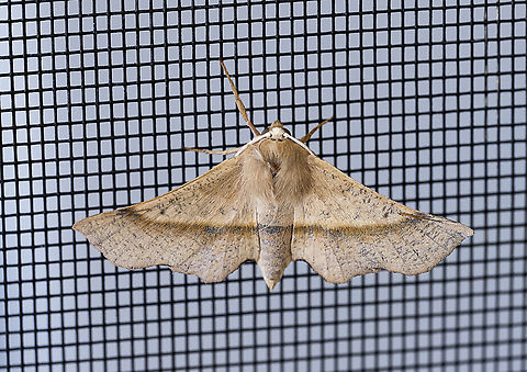 Moth - Antictenia torta  Antictenia torta,Australia,Geotagged,Spring