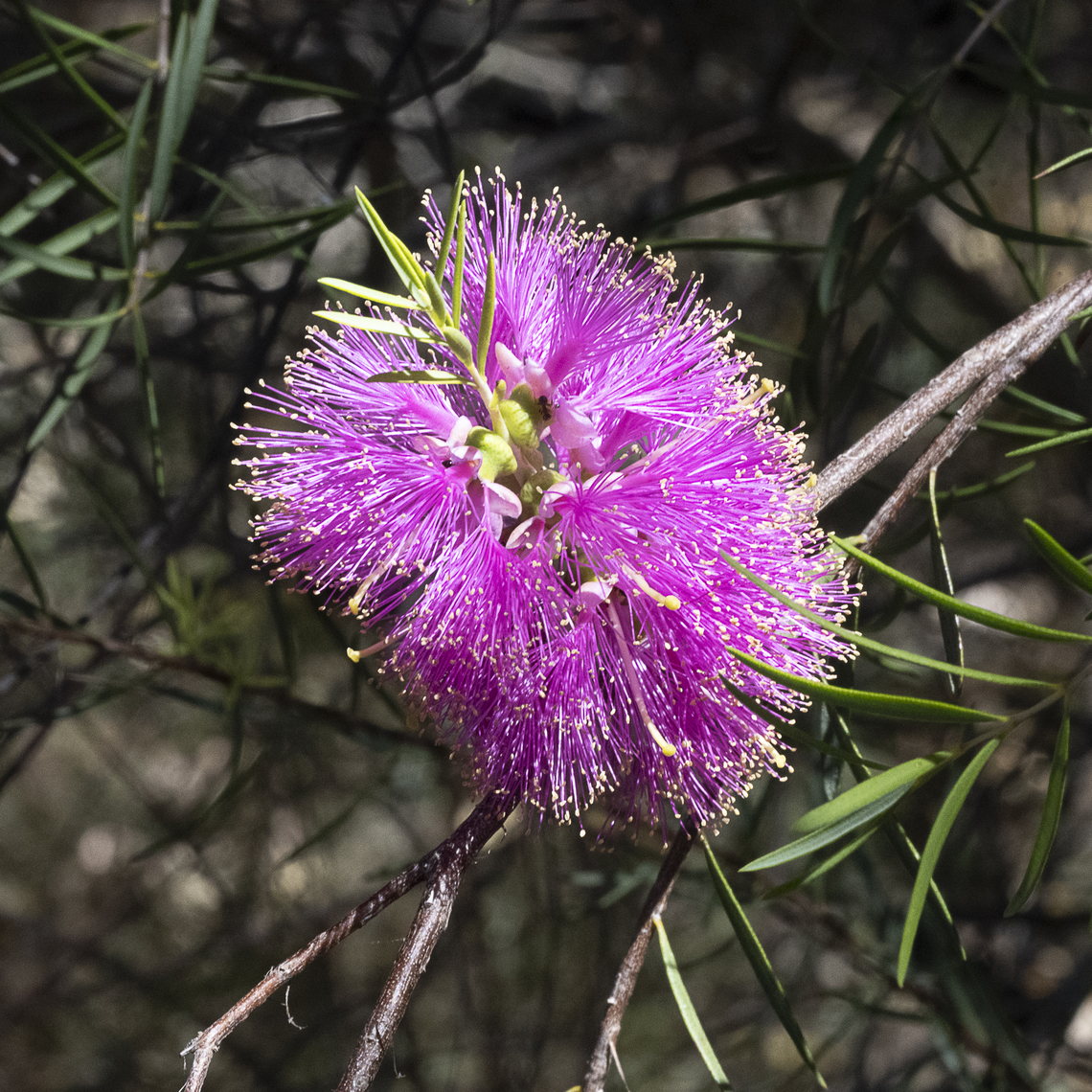 Melaleuca fulgens subsp. speedmanii  Australia,Geotagged,Melaleuca fulgens,Scarlet honey myrtle,Spring