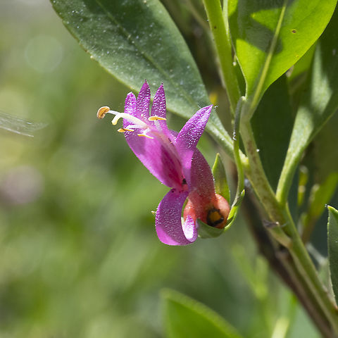 Toothed eremophila
