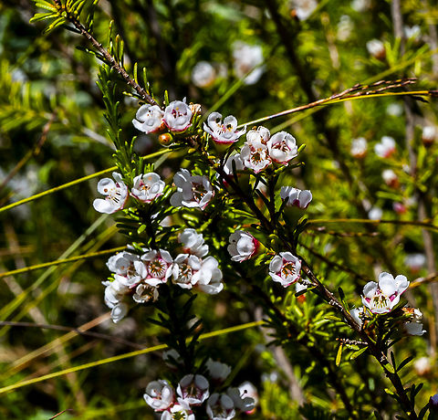 Gingin wax - Chamelaucium lullfitzii  Australia,Chamelaucium lullfitzii,Geotagged,Gingin Wax,Spring