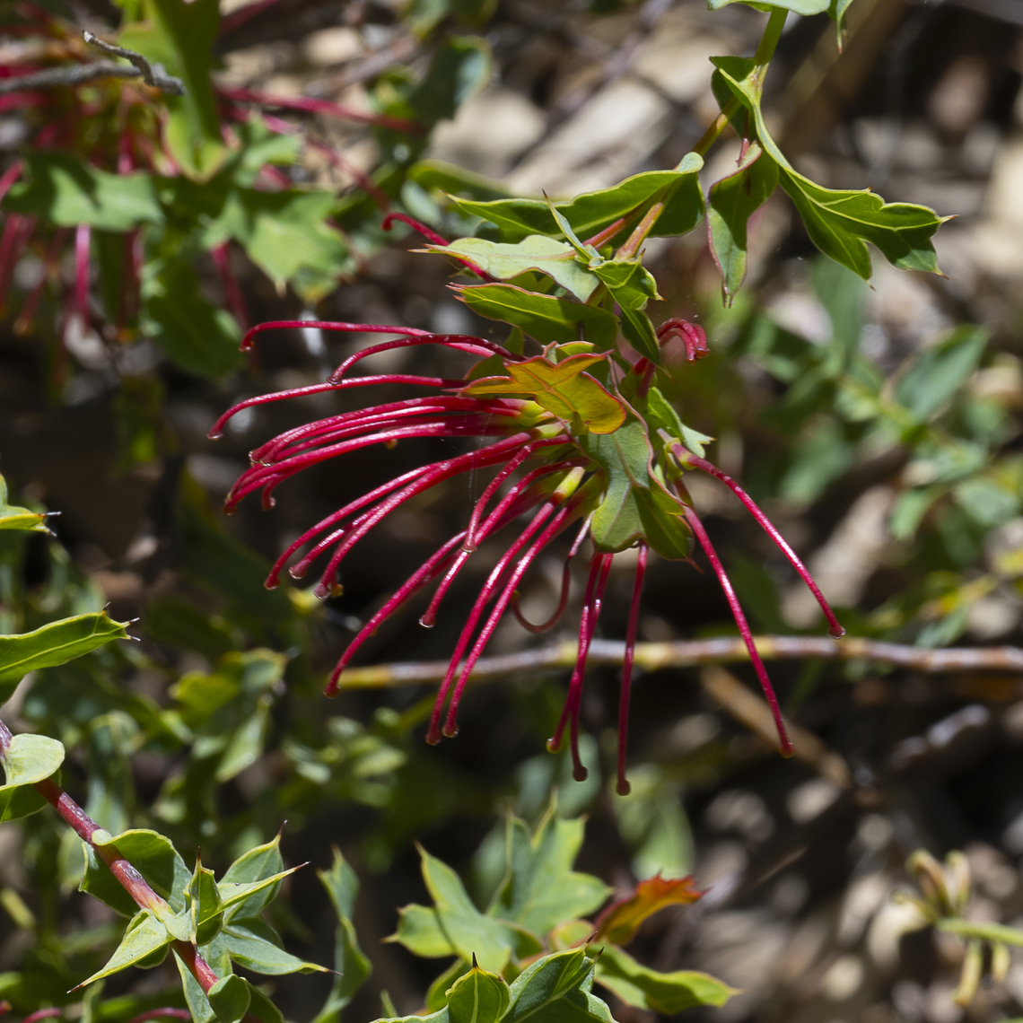 McCutcheon's Grevillea  Australia,Geotagged,Grevillea maccutcheonii,Spring,endangered species