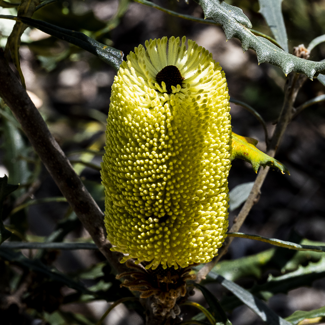Banksia pilostylis  Australia,Banksia pilostylis,Geotagged,Spring