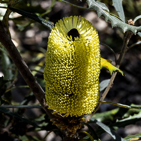 Banksia pilostylis  Australia,Banksia pilostylis,Geotagged,Spring