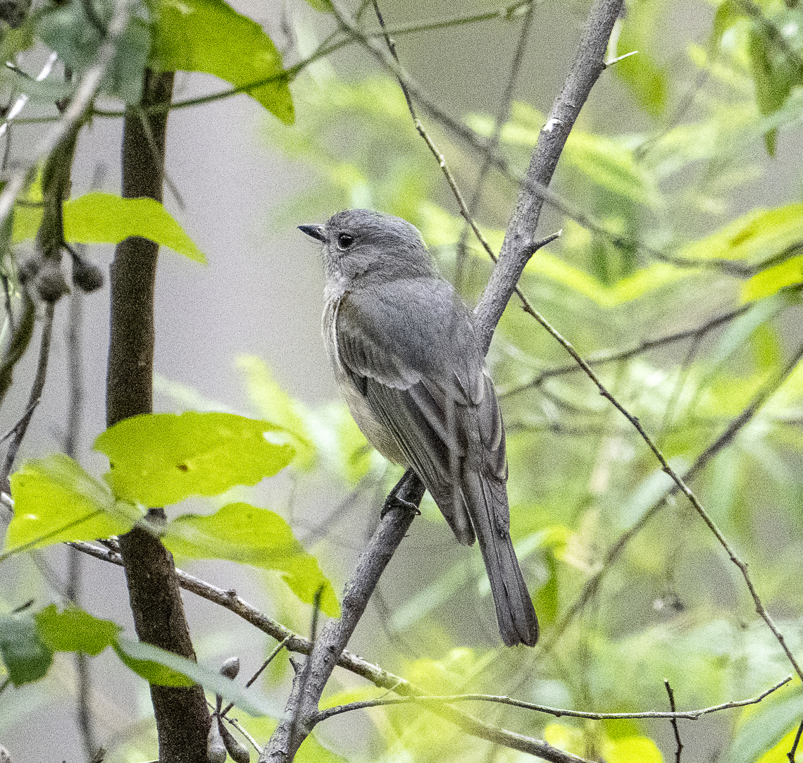 Jacky Winter  Australia,Geotagged,Jacky Winter,Microeca fascinans,Spring