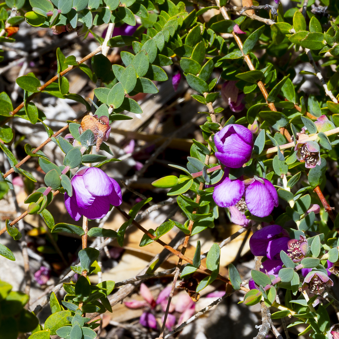 Superb Myrtle - Hypocalymma magnificum Found in the Kalgoorlie goldfields Australia,Geotagged,Hypocalymma magnificum,Spring,Superb Myrtle