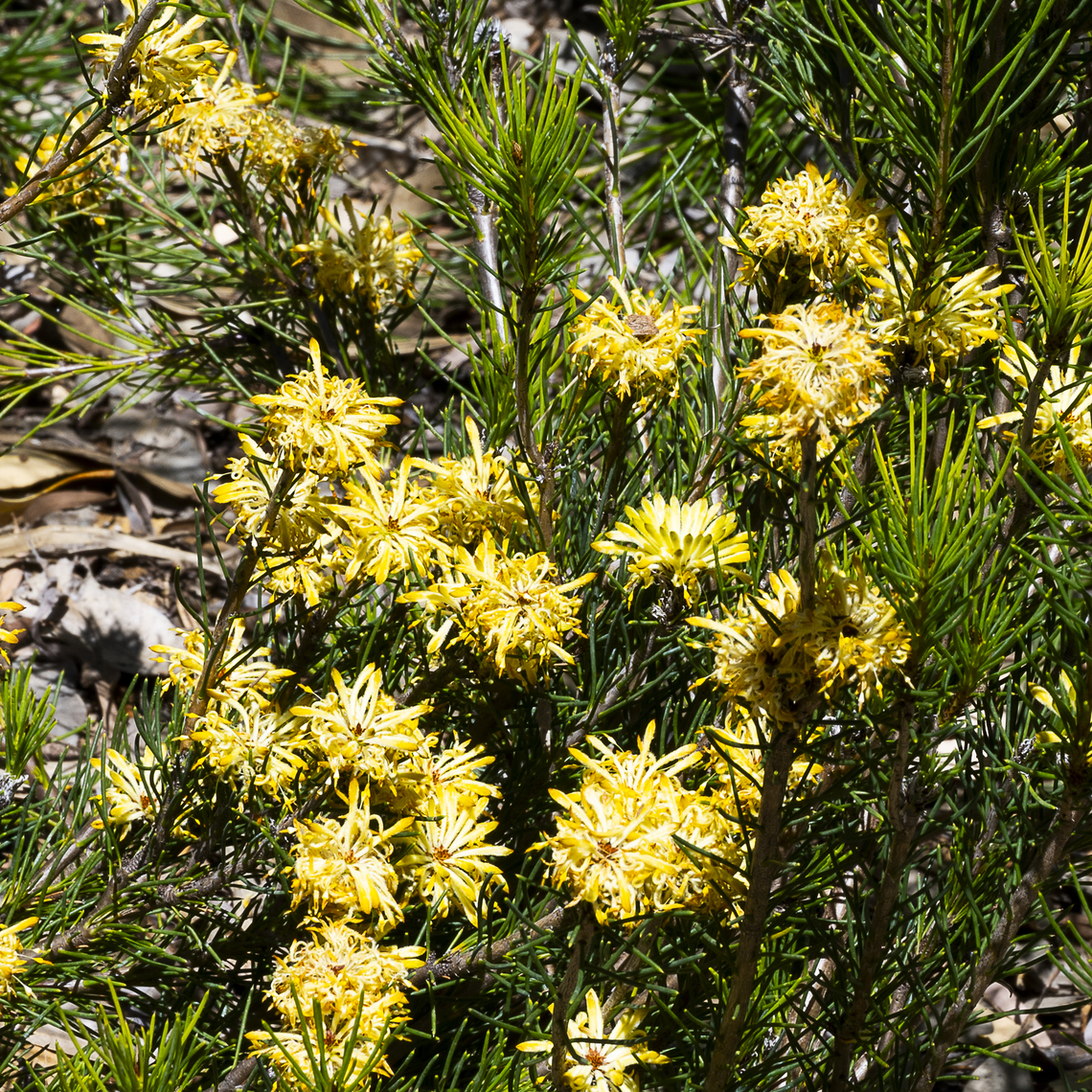 Fire and Ironstone - Petrophile latericola This critically endangered plant from the Busselton area in SW Western Australian has been translocated to save it from distinction. Australia,Geotagged,Petrophile latericola,Spring