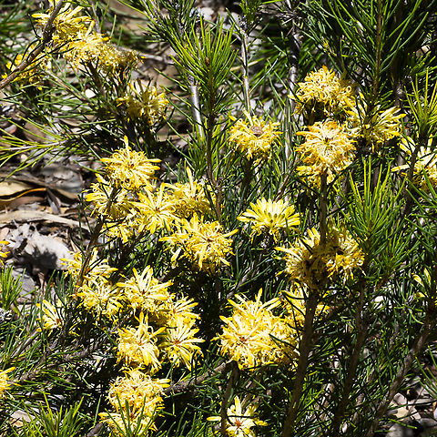 Fire and Ironstone - Petrophile latericola This critically endangered plant from the Busselton area in SW Western Australian has been translocated to save it from distinction. Australia,Geotagged,Petrophile latericola,Spring