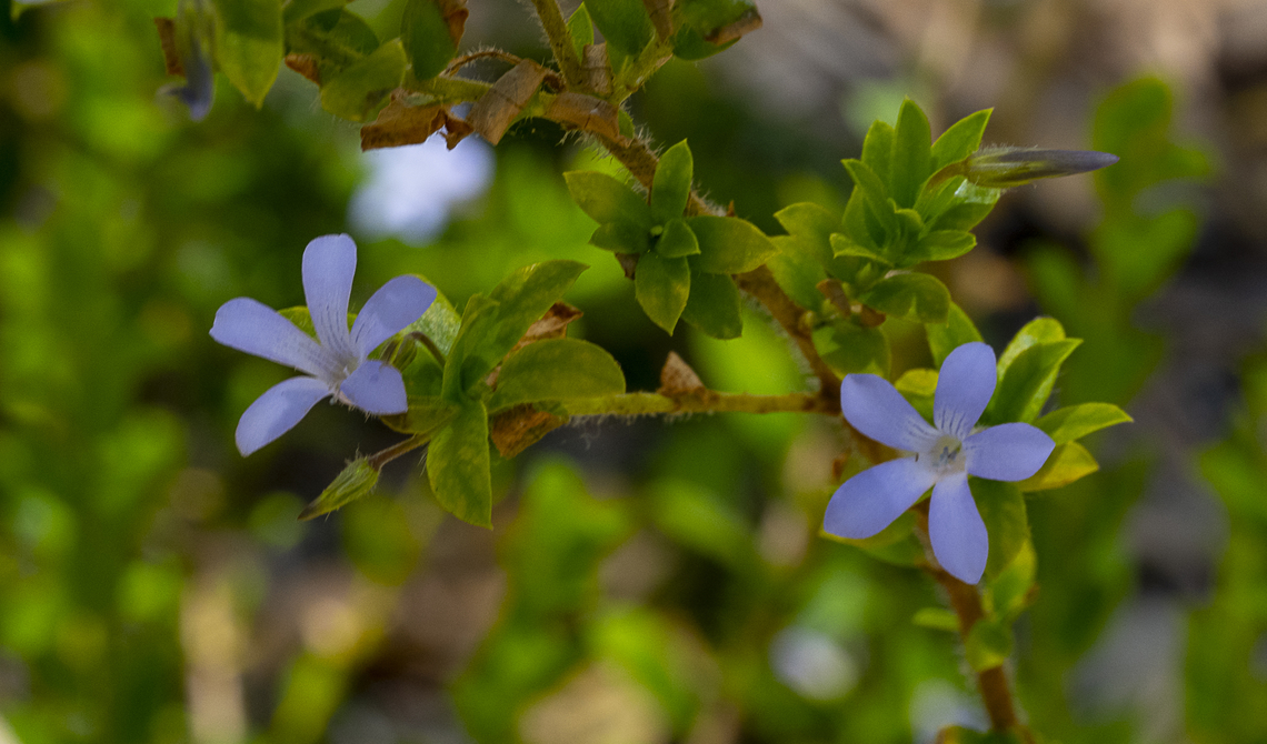 Marianthus paralius Found in the Swan Coastal Plain of Western Australia Australia,Geotagged,Marianthus paralius,Spring