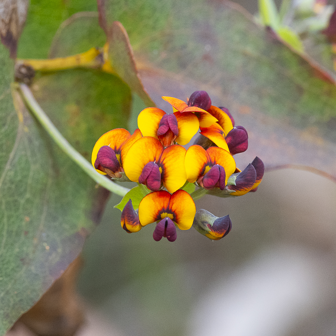 Daviesia cordata - bookleaf  Australia,Bookleaf,Daviesia cordata,Geotagged,Spring