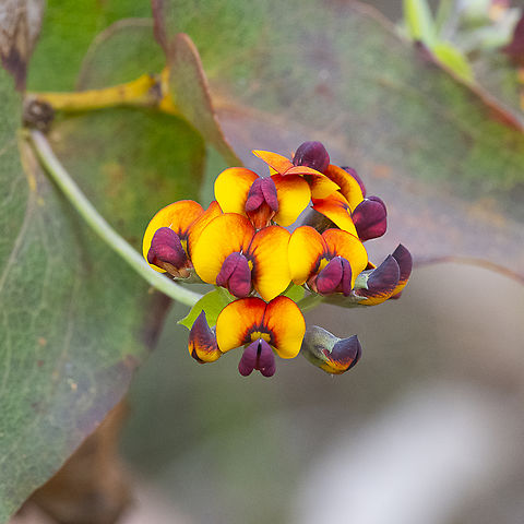 Daviesia cordata - bookleaf  Australia,Bookleaf,Daviesia cordata,Geotagged,Spring
