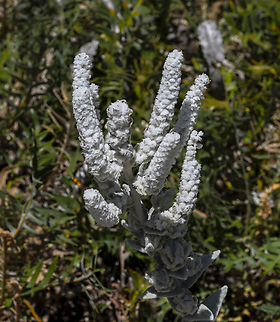 Lambs' Tails - Lachnostachys verbascifolia  Australia,Geotagged,Lachnostachys verbascifolia,Spring
