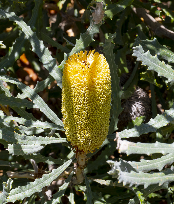 Banksia bipinnatifida  Australia,Banksia bipinnatifida,Geotagged,Spring
